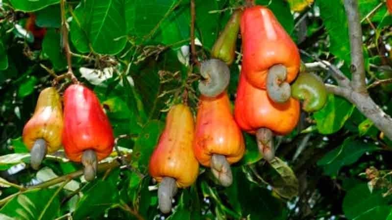 Cashew nut tree farming