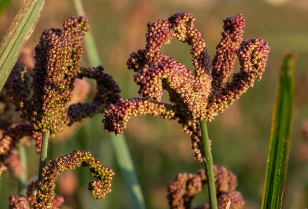 Finger millet crop