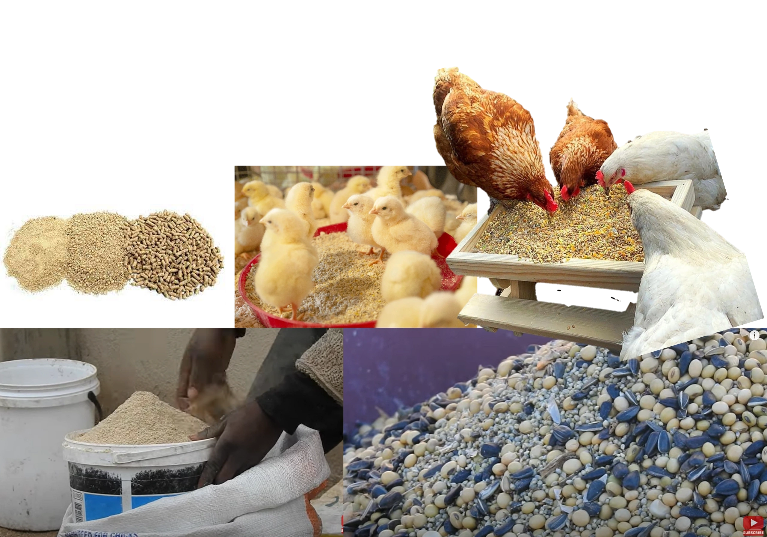 Chicken feeds and poultry nutrition